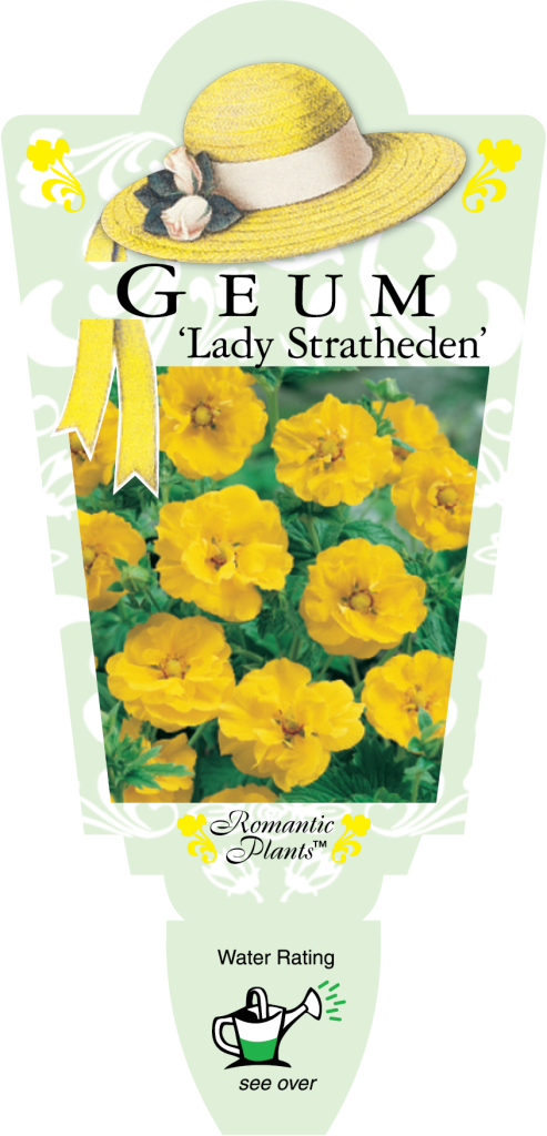 Geum - Lady Stratheden - Romantic Plants