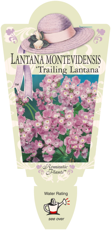 Lantana - Trailing Pink - Romantic Plants