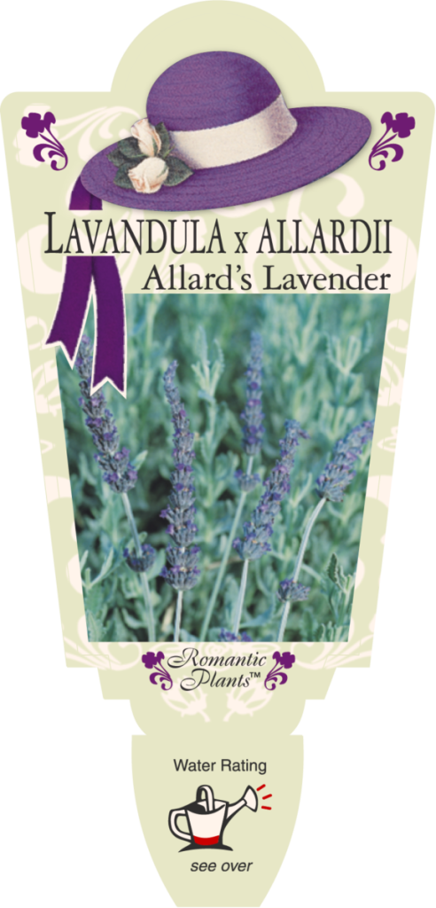 Lavender - Allard's - Romantic Plants