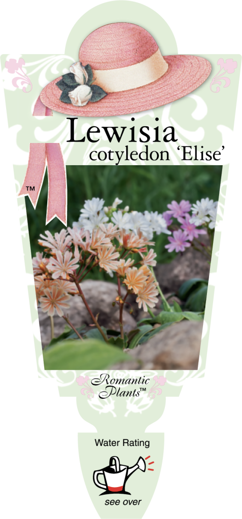 Lewisia - Elise - Romantic Plants