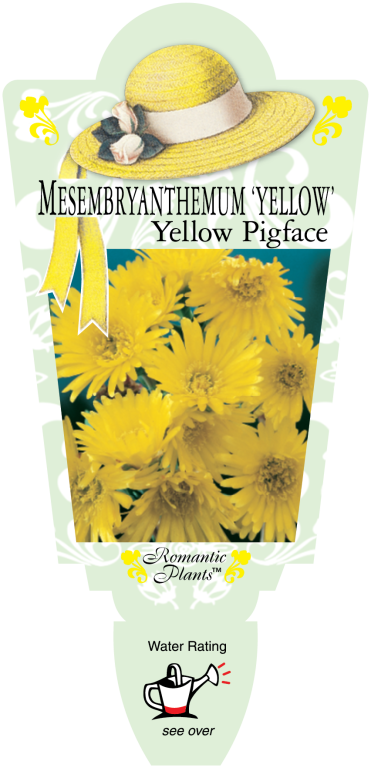 Mesembryanthemum - Pigface Yellow - Romantic Plants