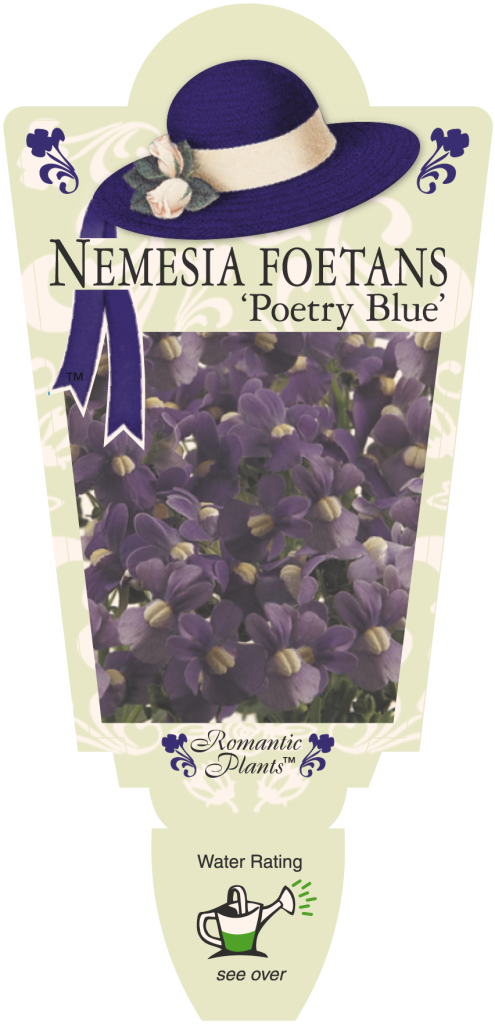 Nemesia - Poetry Blue - Romantic Plants