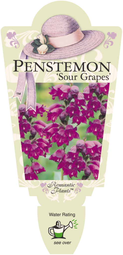 Penstemon - Sour Grapes - Romantic Plants