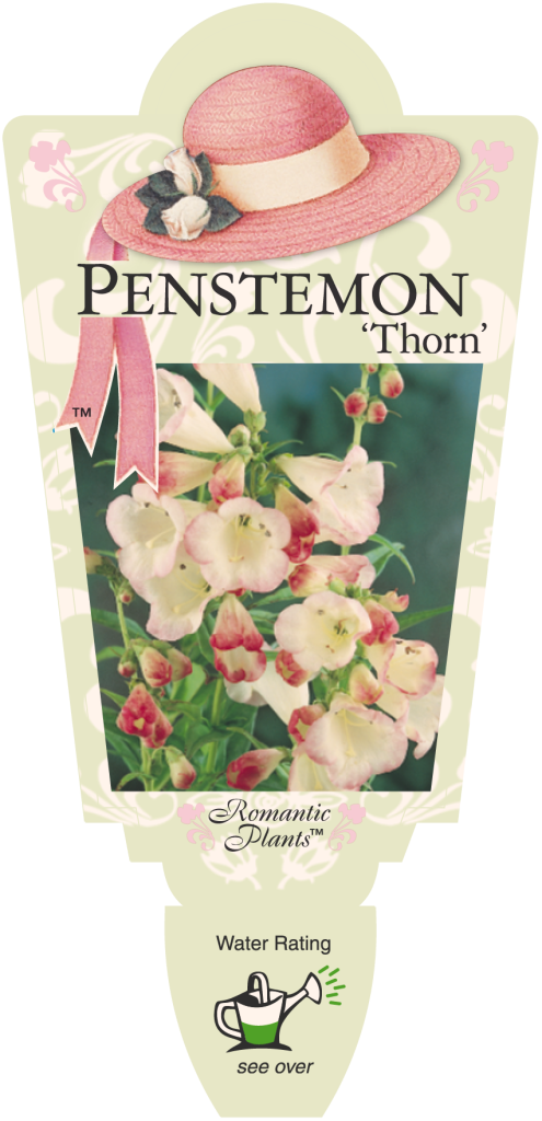 Penstemon - Thorn - Romantic Plants