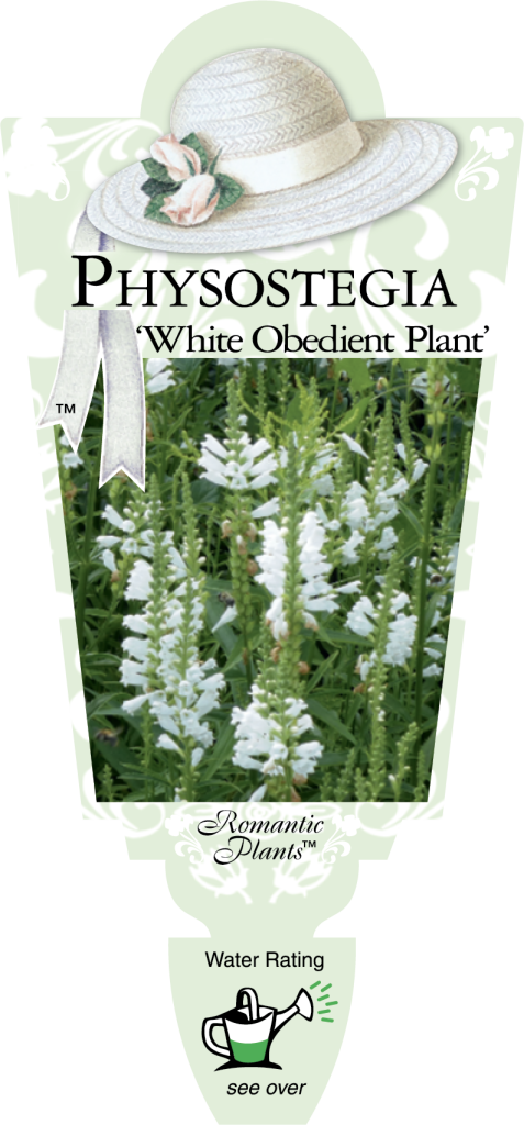 Physostegia - White Obedient - Romantic Plants