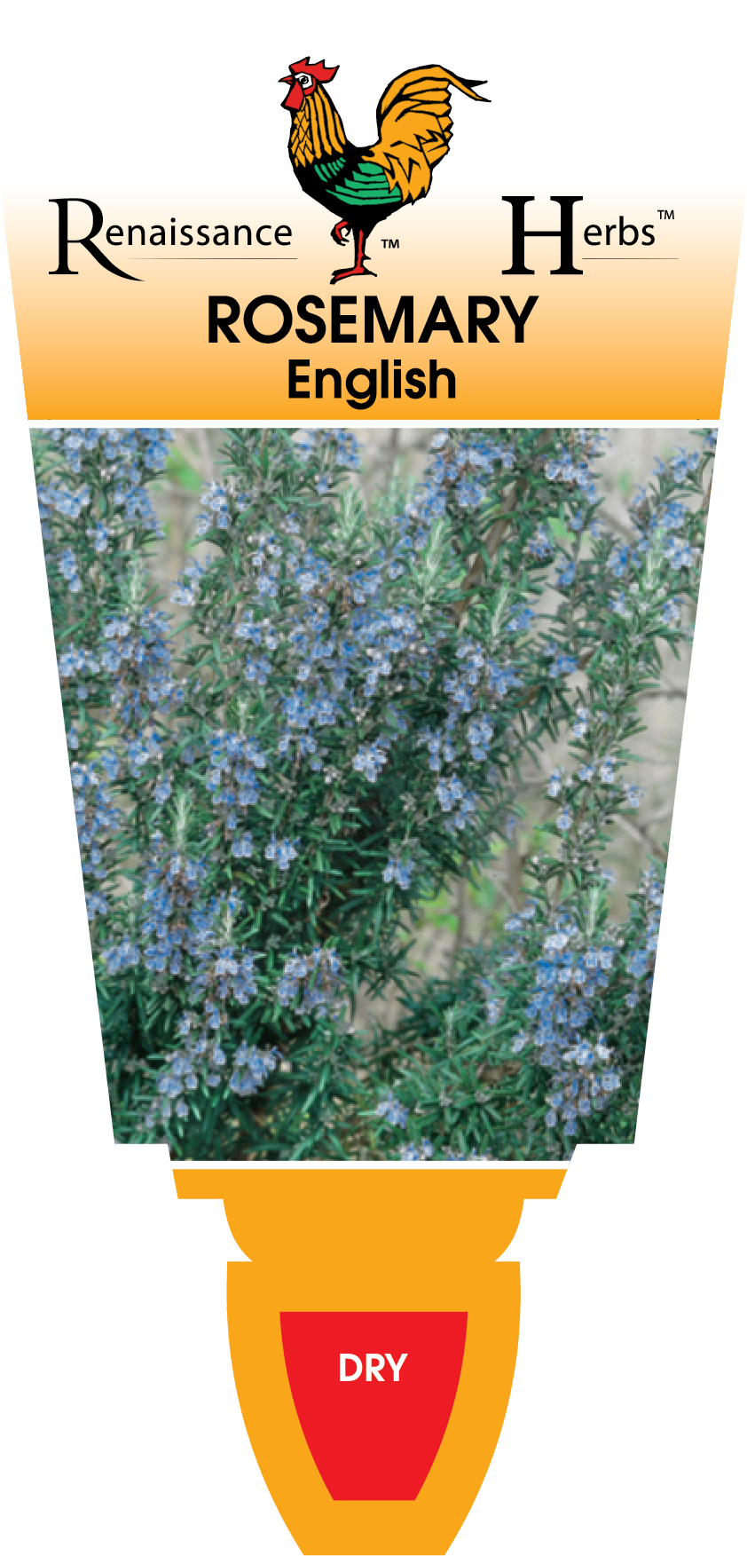 rosemary-english-renaissance-herbs-perth-garden-centre