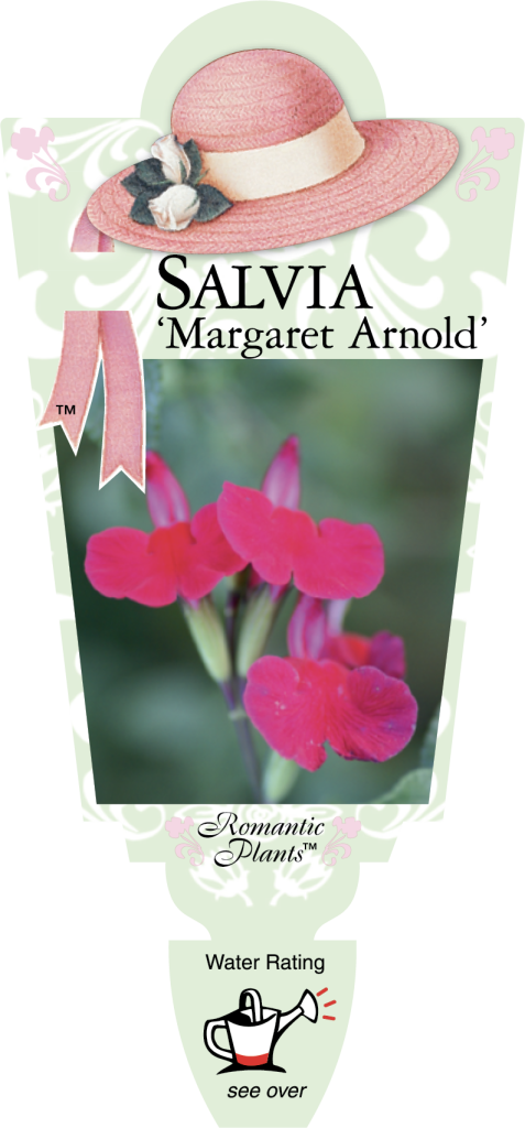 Salvia - Margaret Arnold - Romantic Plants