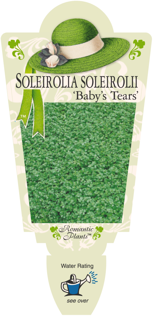 Soleirolia - Baby's Tears - Romantic Plants