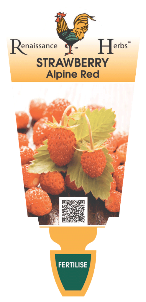Strawberry - Alpine Red - Renaissance Herbs