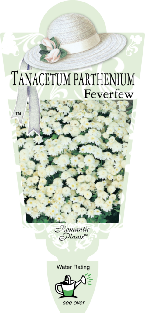 Tanacetum - Feverfew - Romantic Plants
