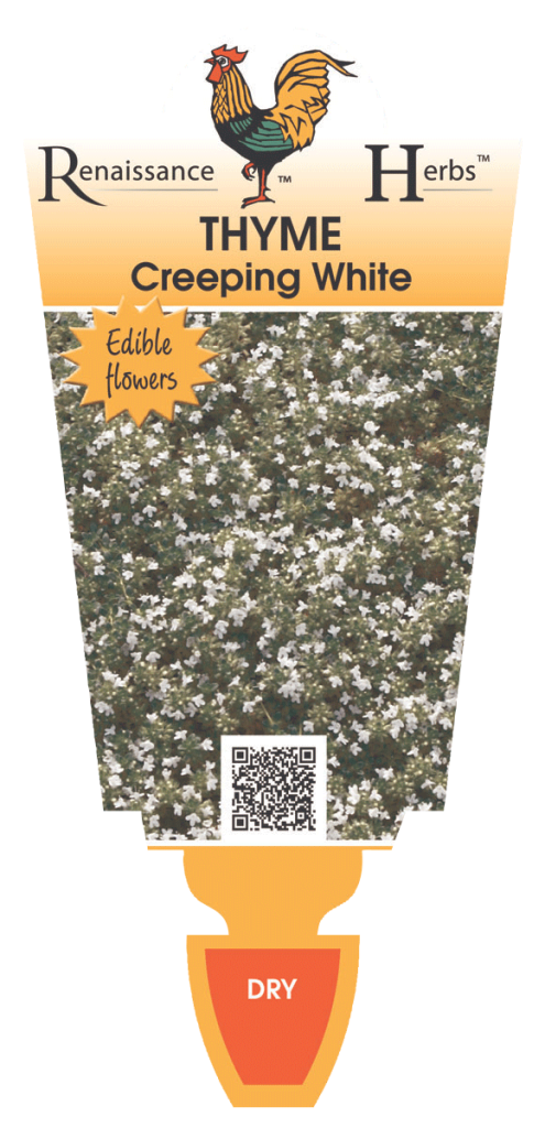Thyme - Creeping - White - Renaissance Herbs