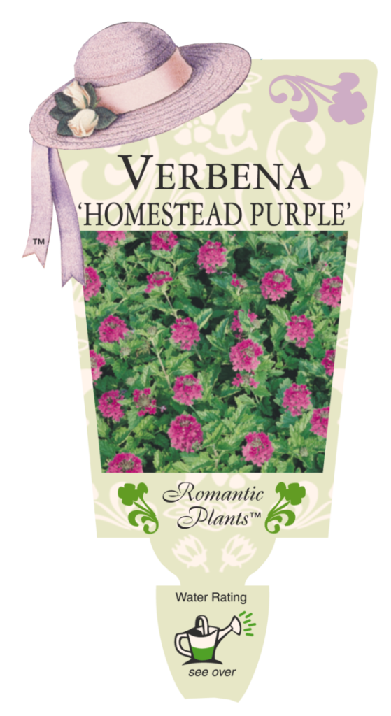 Verbena - Homestead Purple - Romantic Plants