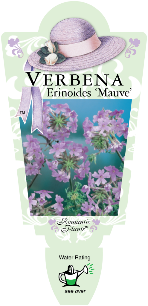 Verbena - Mauve - Romantic Plants