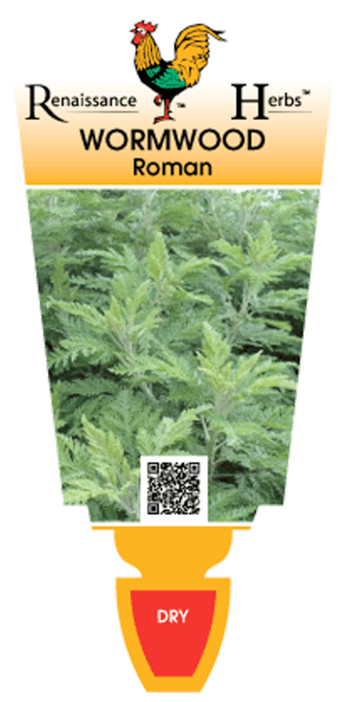 Wormwood - Roman - Renaissance Herbs