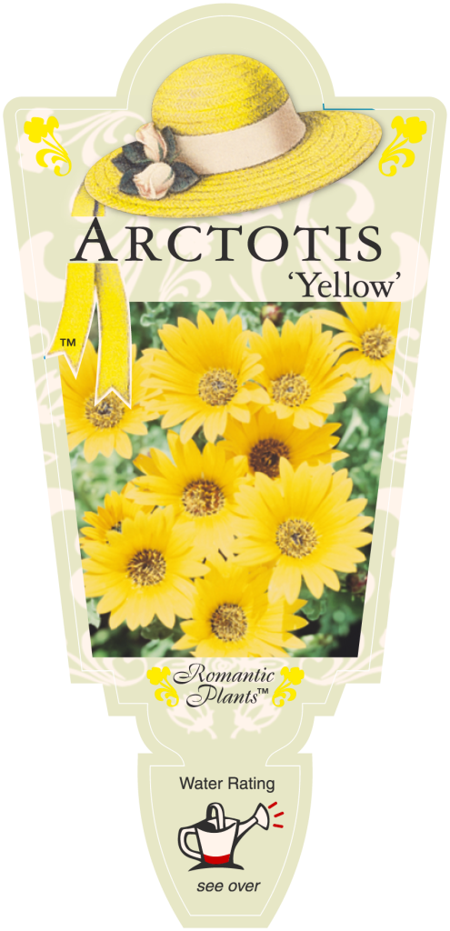 Arctotis - Yellow - Romantic Plants