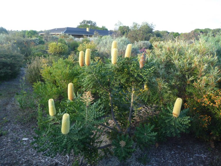 Banksia - Bull - Native Seeds