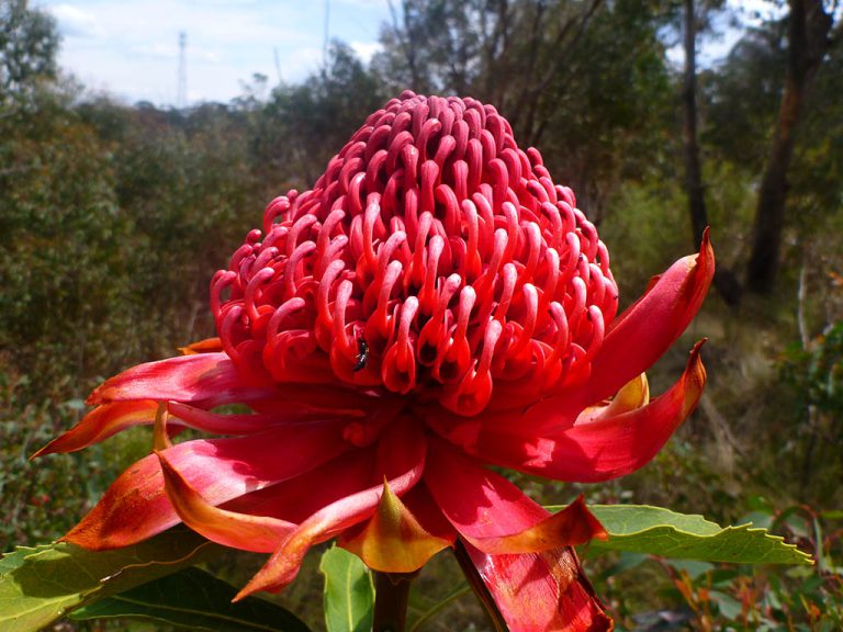 Waratah - Native Seeds