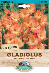 Gladioli - Olympic Flame - Bulbs - Guildford Garden Centre