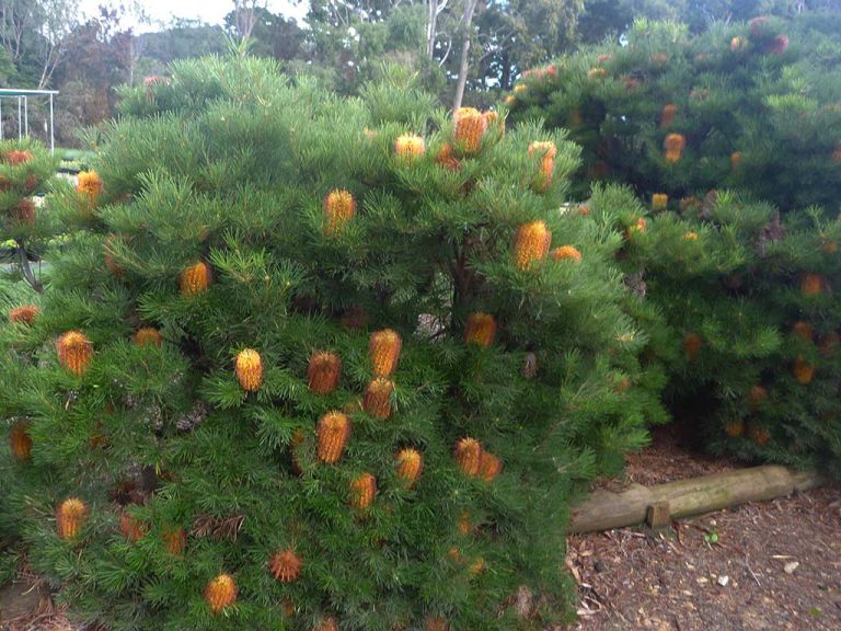 Banksia - Hairpin - Native Seeds