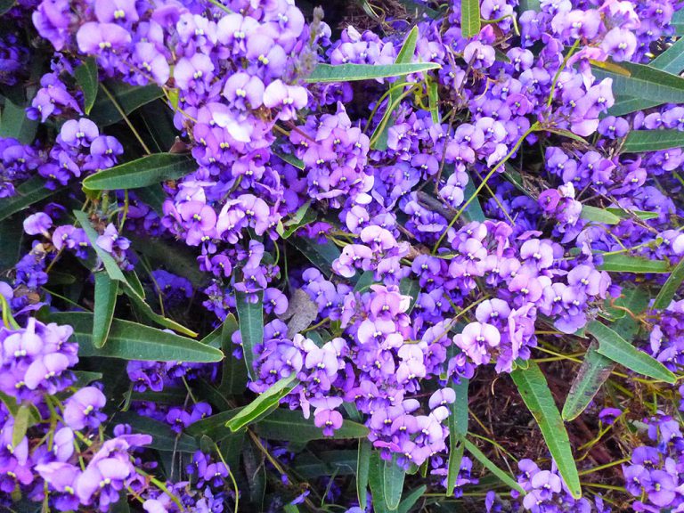 Hardenbergia - Native Sarsaparilla - Native Seeds