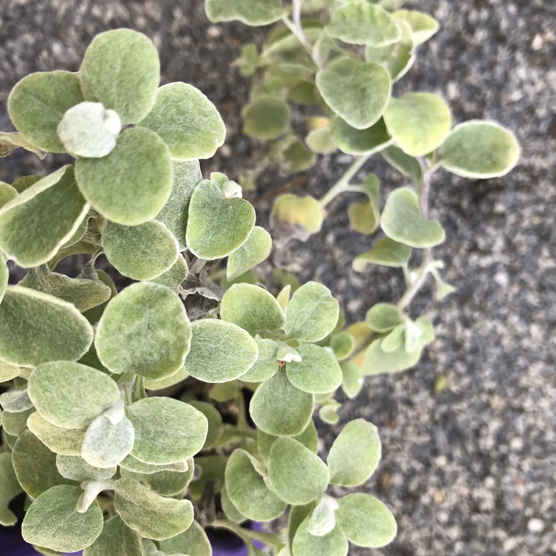 Helichrysum Liquorice Romantic Plants Perth, WA Garden Centre