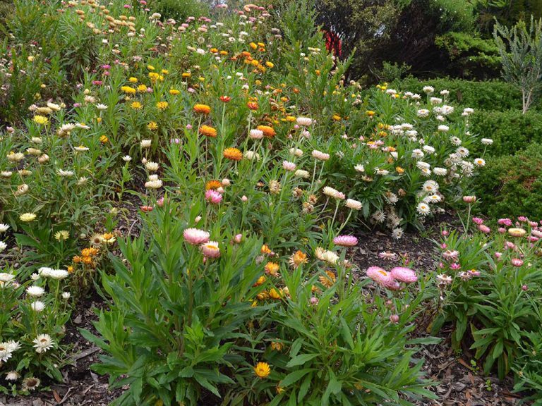 Strawflowers - Mixed - Native Seeds