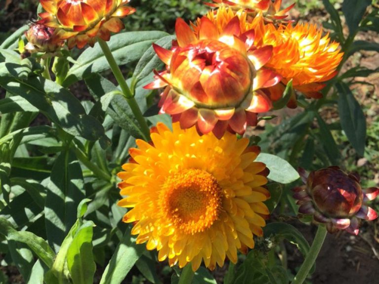 Strawflower - Orange - Native Seeds