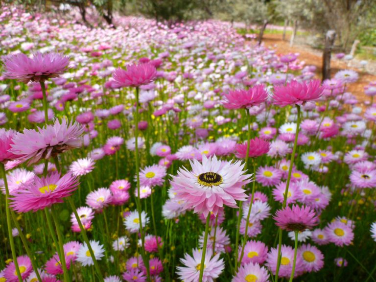 Everlasting - Pink and White - Native Seeds