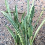 Salsify - Black - Metro Gardener - Image 2