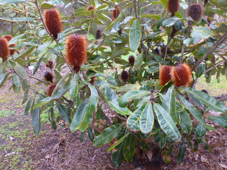 Banksia - Swamp - Native Seeds
