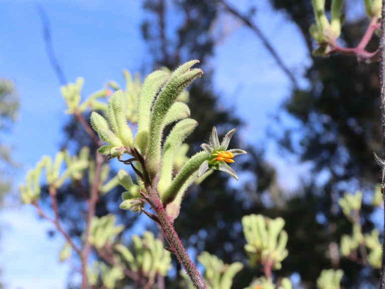 Kangaroo Paw - Tall Green - Native Seeds