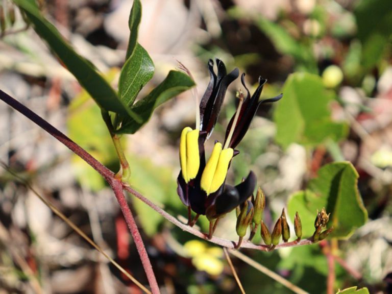 Coral Pea - Black - Native Seeds