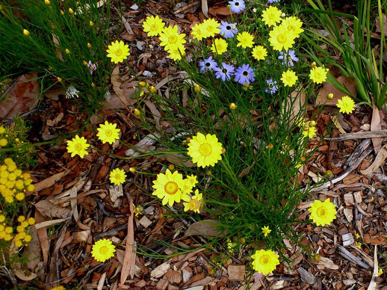 Everlasting - Showy - Native Seeds