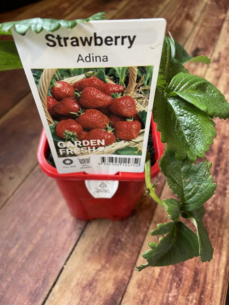 Strawberry - Adina - Potted