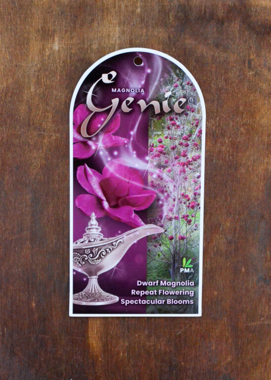 Magnolia - Genie