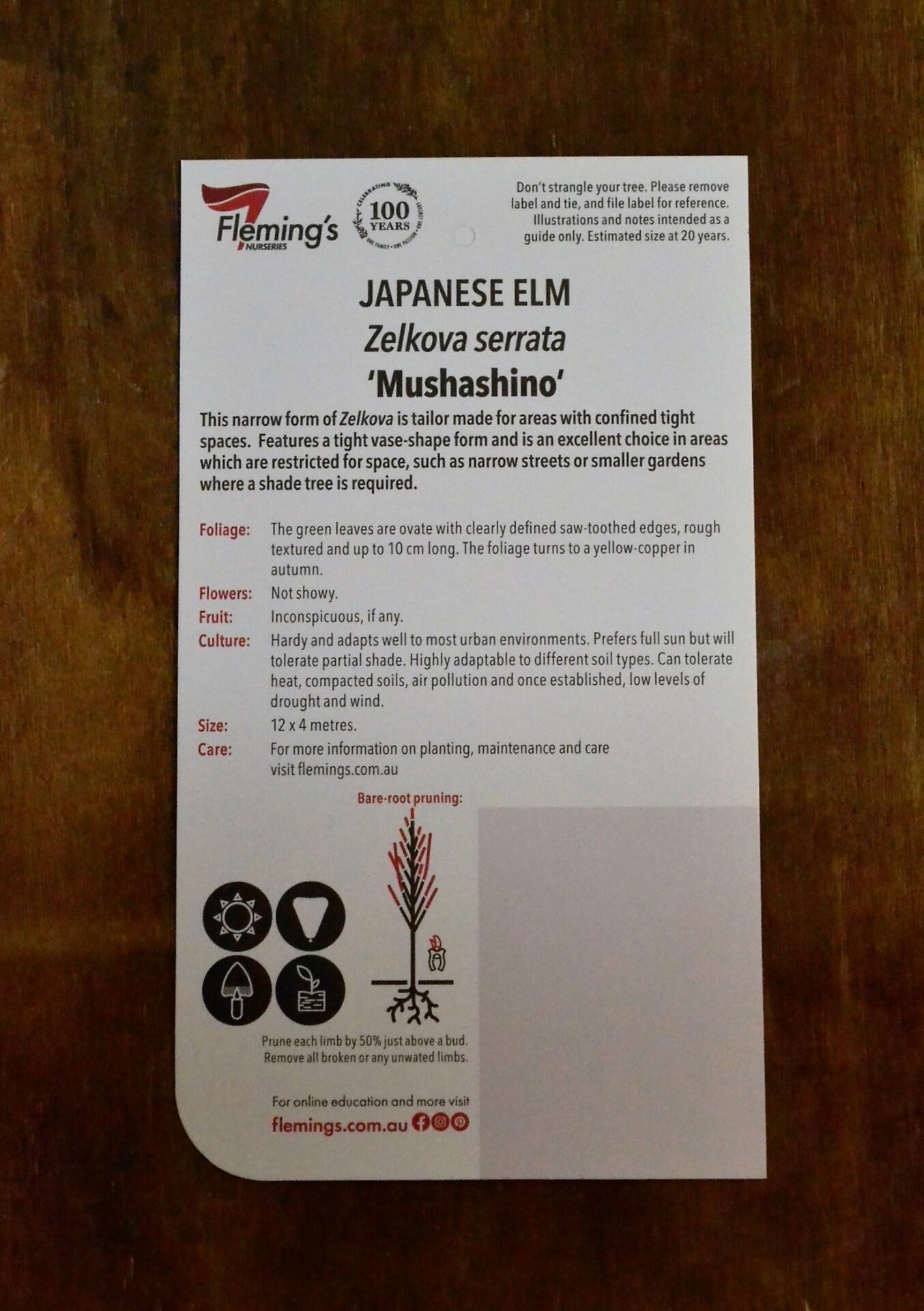 Japanese Elm - Mushashino - Image 2