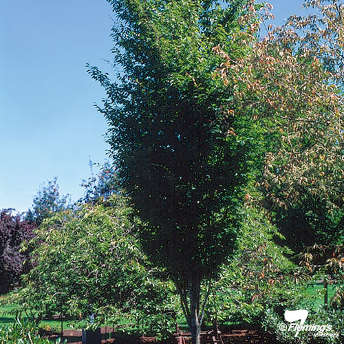 Japanese Elm - Mushashino - Image 3