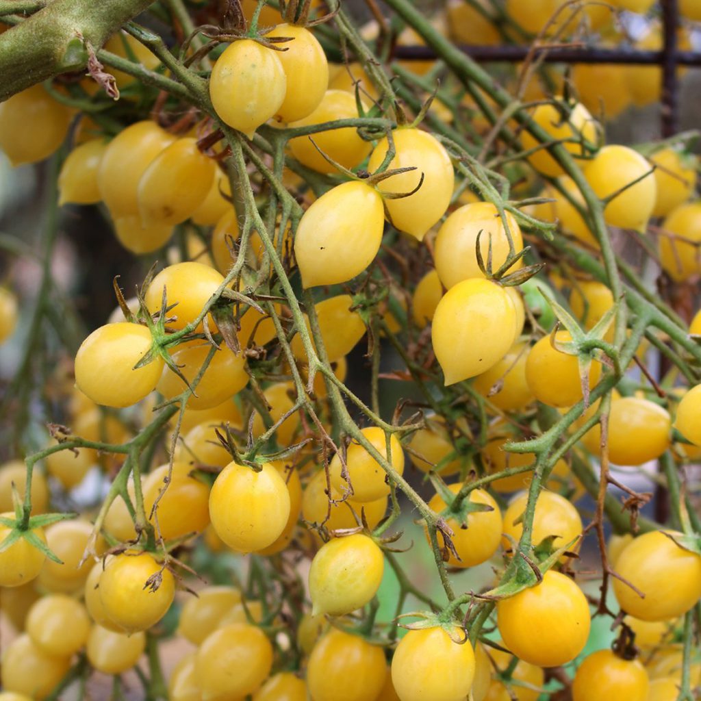 Tomato - Barry's Crazy Cherry - Diggers Seeds - Image 3