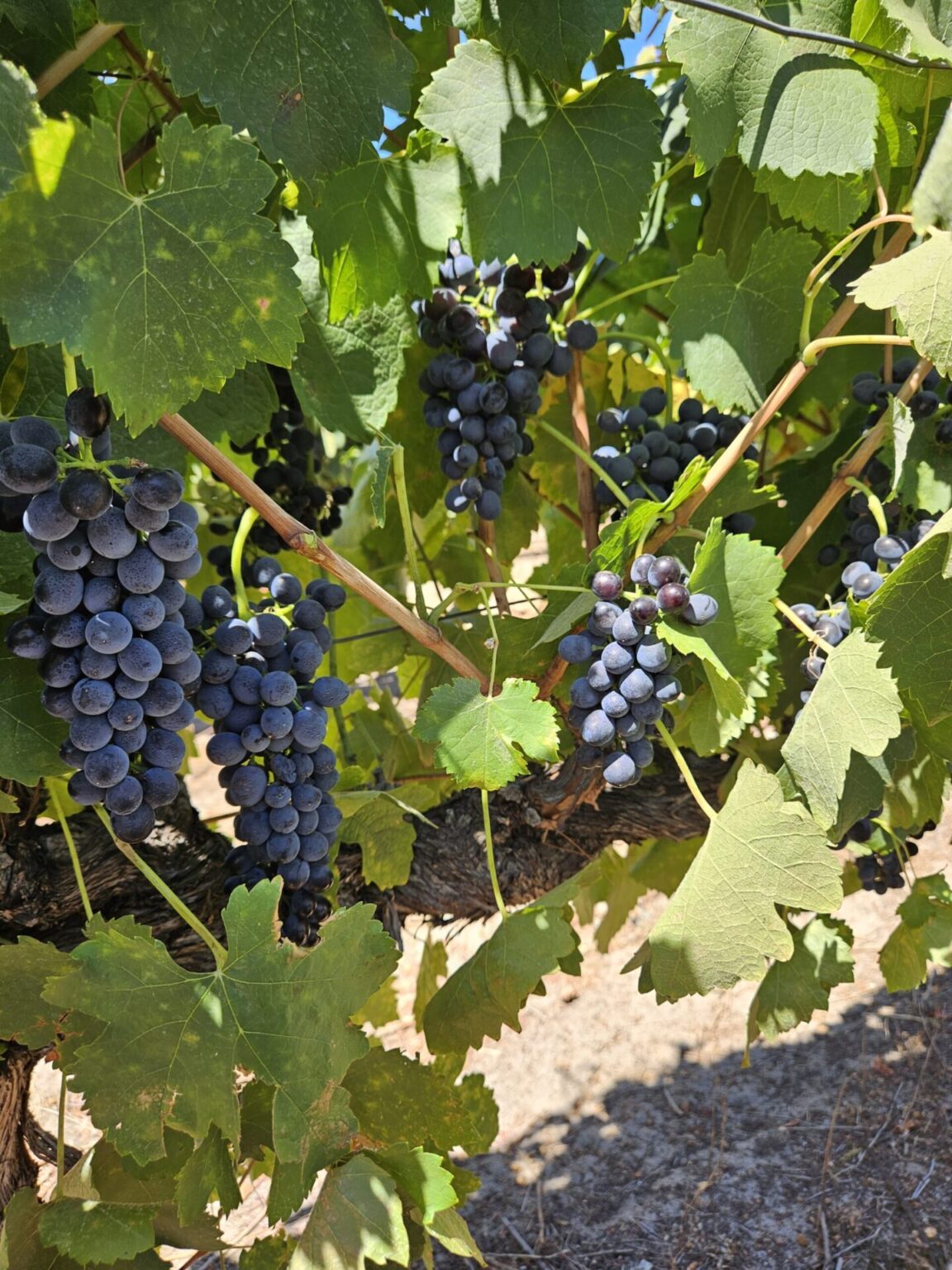 grape-lady-finger-black-potted-guildford-garden-centre