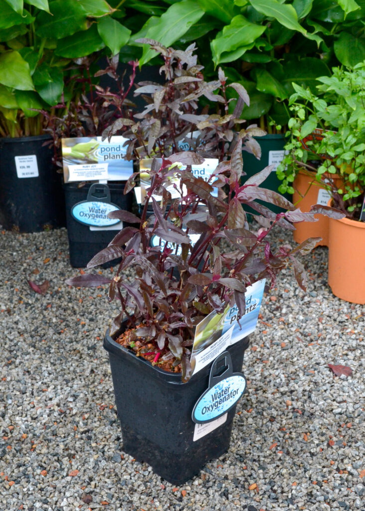 Alternanthera - Ruby Joy
