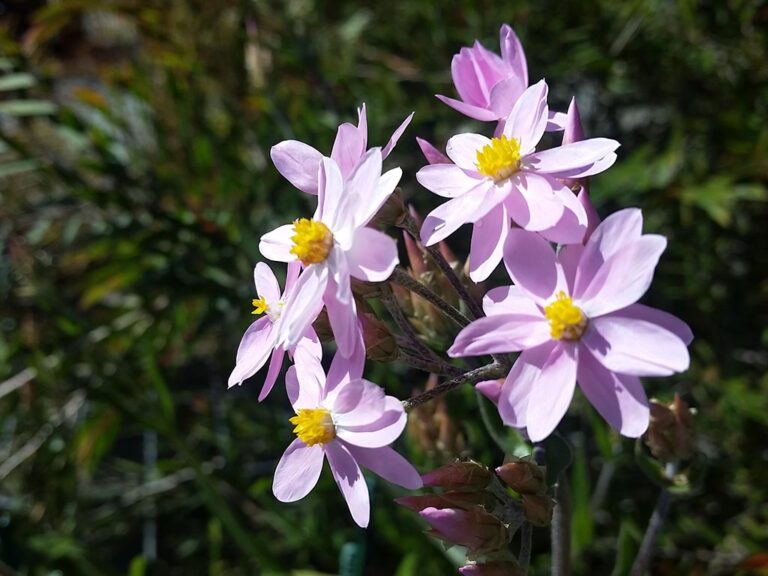 Everlasting - Pink Cluster - Native Seeds