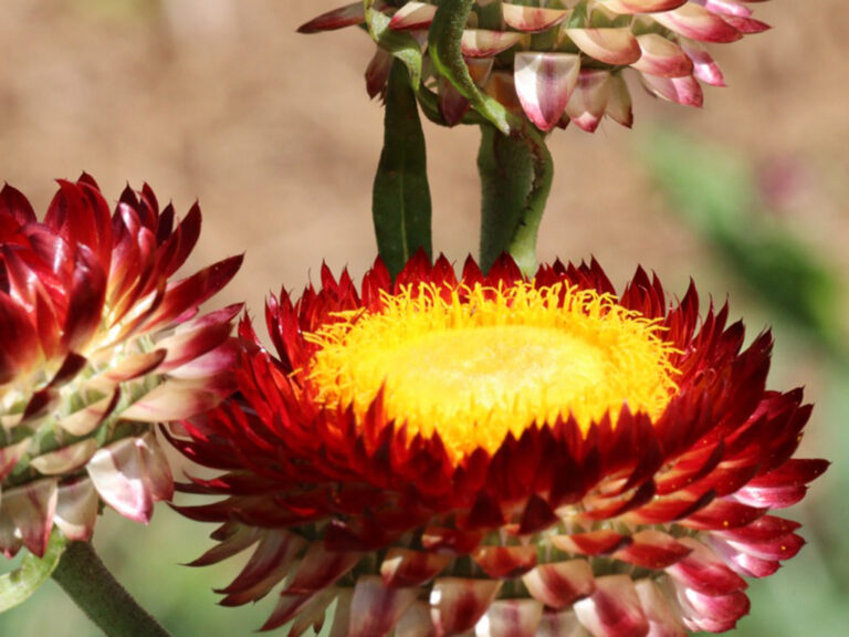 Strawflower - Crimson - Native Seeds