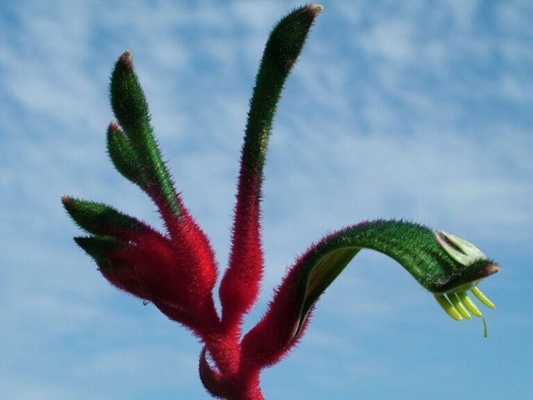 Kangaroo Paw - Red and Green - Native Seeds