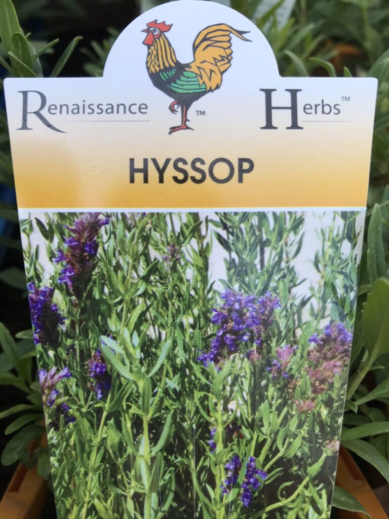 Hyssop - Renaissance Herbs - Image 2