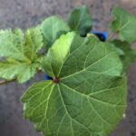 Okra - Green - Metro Gardener - Image 2