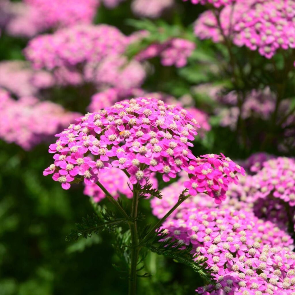 Achillea - Cerise Queen - Romantic Plants - Image 2