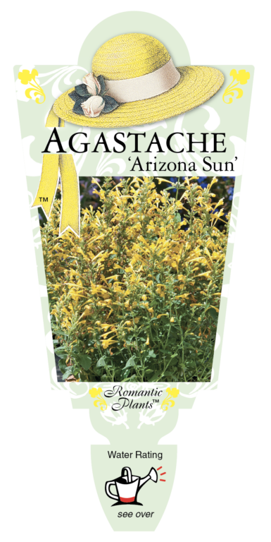 Agastache - Arizona Sun - Romantic Plants