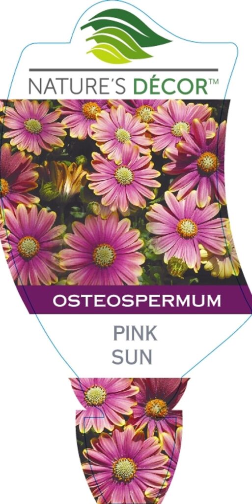Osteospermum - Pink Sun