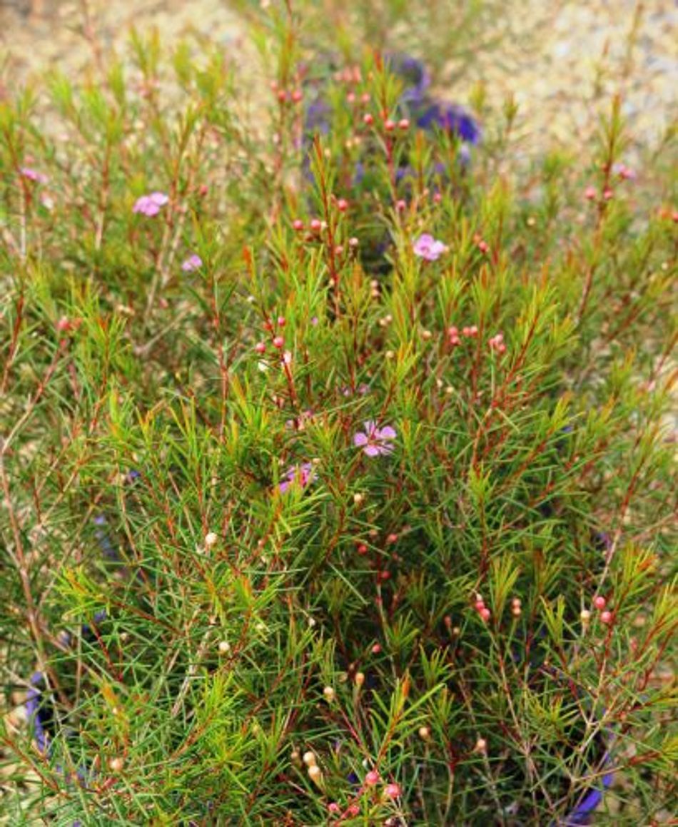 Geraldton Wax Petticoat Pink Guildford Garden Centre