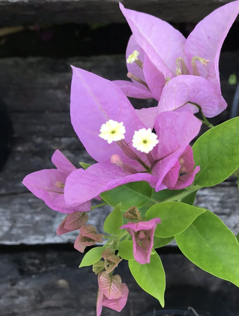 Bougainvillea - Rijnstar - Lilac
